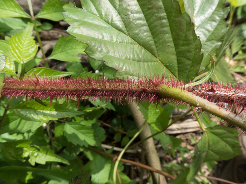 Rubus rubrisetus — photo