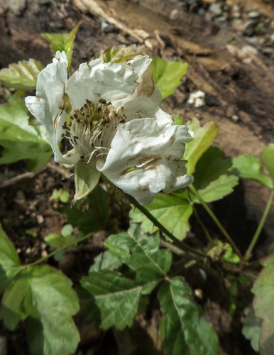 Rubus rubrisetus
