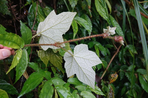 Rubus rufus — photo