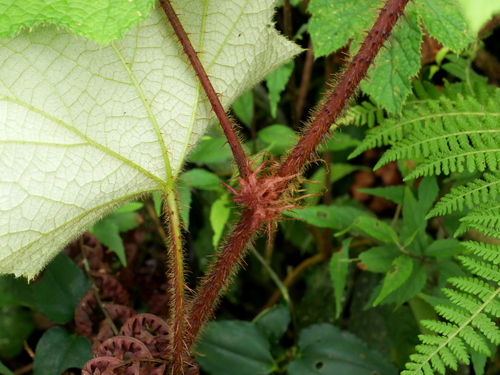 Rubus rufus — photo