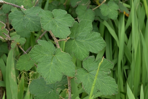Rubus rugosus (Himalayan blackberry) — photo