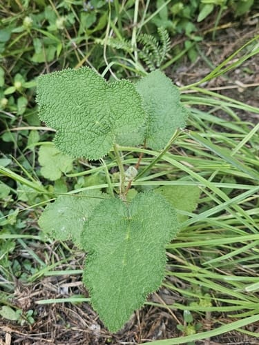 Rubus rugosus (Himalayan blackberry) — photo