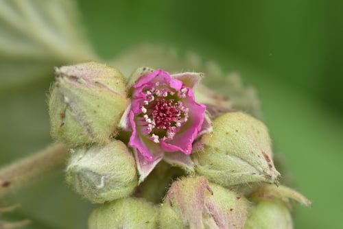 Rubus rugosus