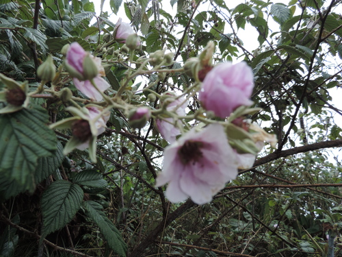 Rubus runssorensis — photo