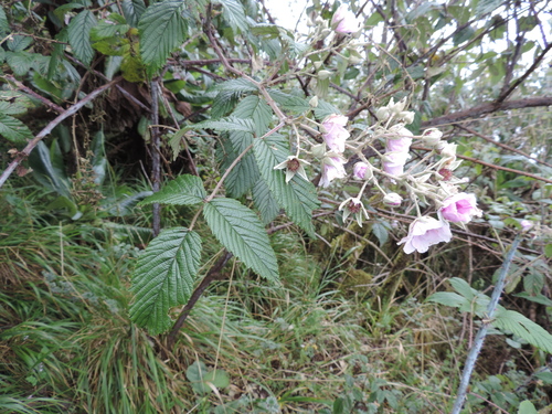 Rubus runssorensis