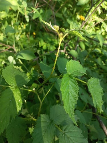Rubus sachalinensis