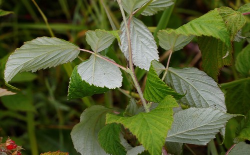Rubus sachalinensis var. concolor