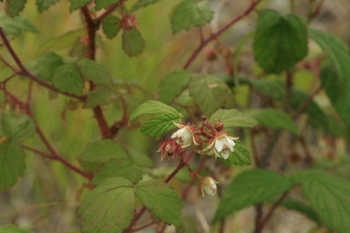 Rubus sachalinensis var. concolor — photo
