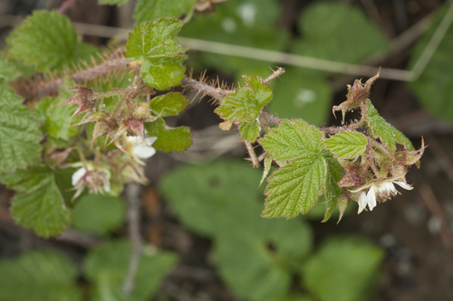 Rubus sachalinensis (Sakhalin raspberry) — photo