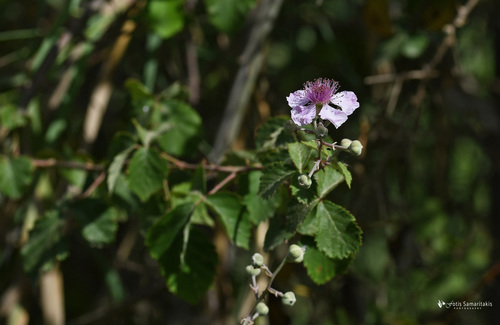 Rubus sanguineus — photo