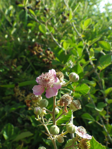 Rubus sanguineus — photo