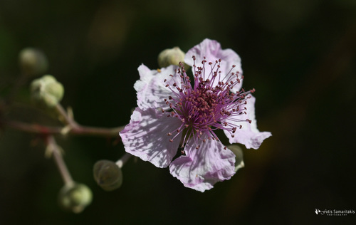 Rubus sanguineus