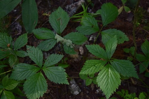 Rubus saxatilis (Stone bramble) — photo