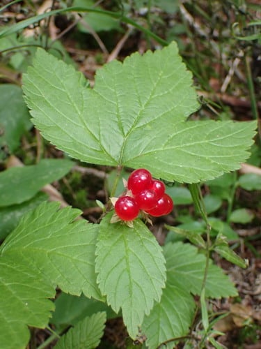 Rubus saxatilis