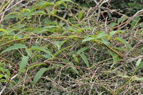 Rubus schmidelioides (Tataramoa) — photo