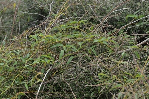 Rubus schmidelioides (Tataramoa) — photo