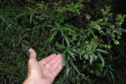 Rubus schmidelioides