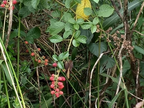 Rubus sellowii (Wild blackberry) — photo