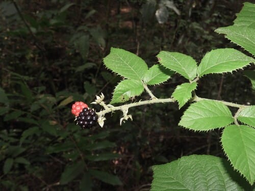 Rubus sellowii (Wild blackberry) — photo