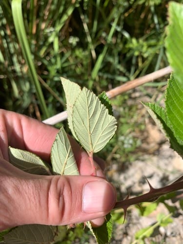 Rubus serissimus (Chesapeake Blackberry) — photo