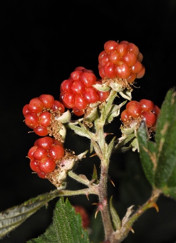 Rubus serissimus