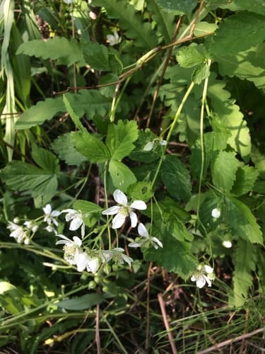 Rubus setosus (Bristly blackberry) — photo