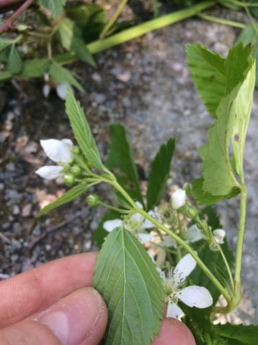 Rubus setosus (Bristly blackberry) — photo