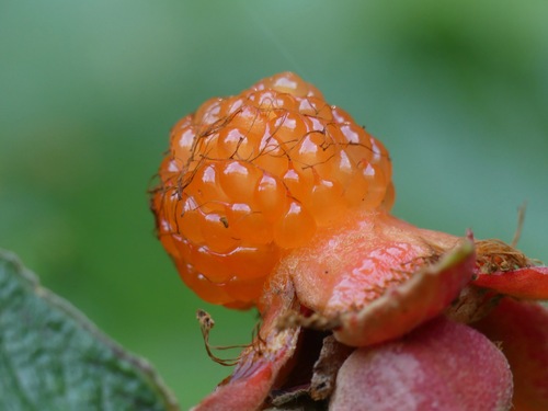 Rubus sieboldii (Palm-leaf Dewberry) — photo