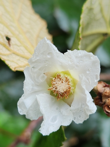 Rubus sieboldii (Palm-leaf Dewberry) — photo