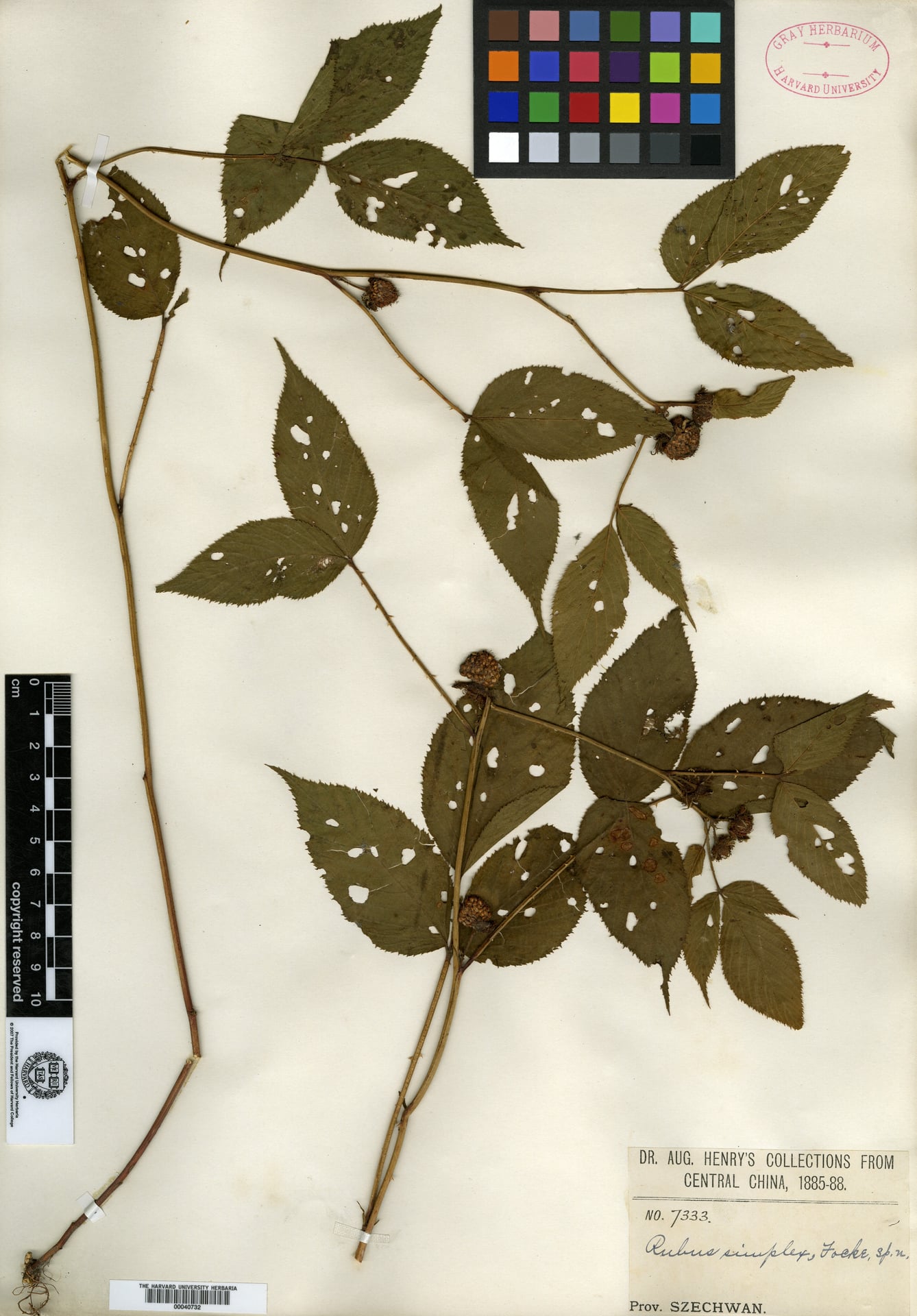 Rubus simplex — photo