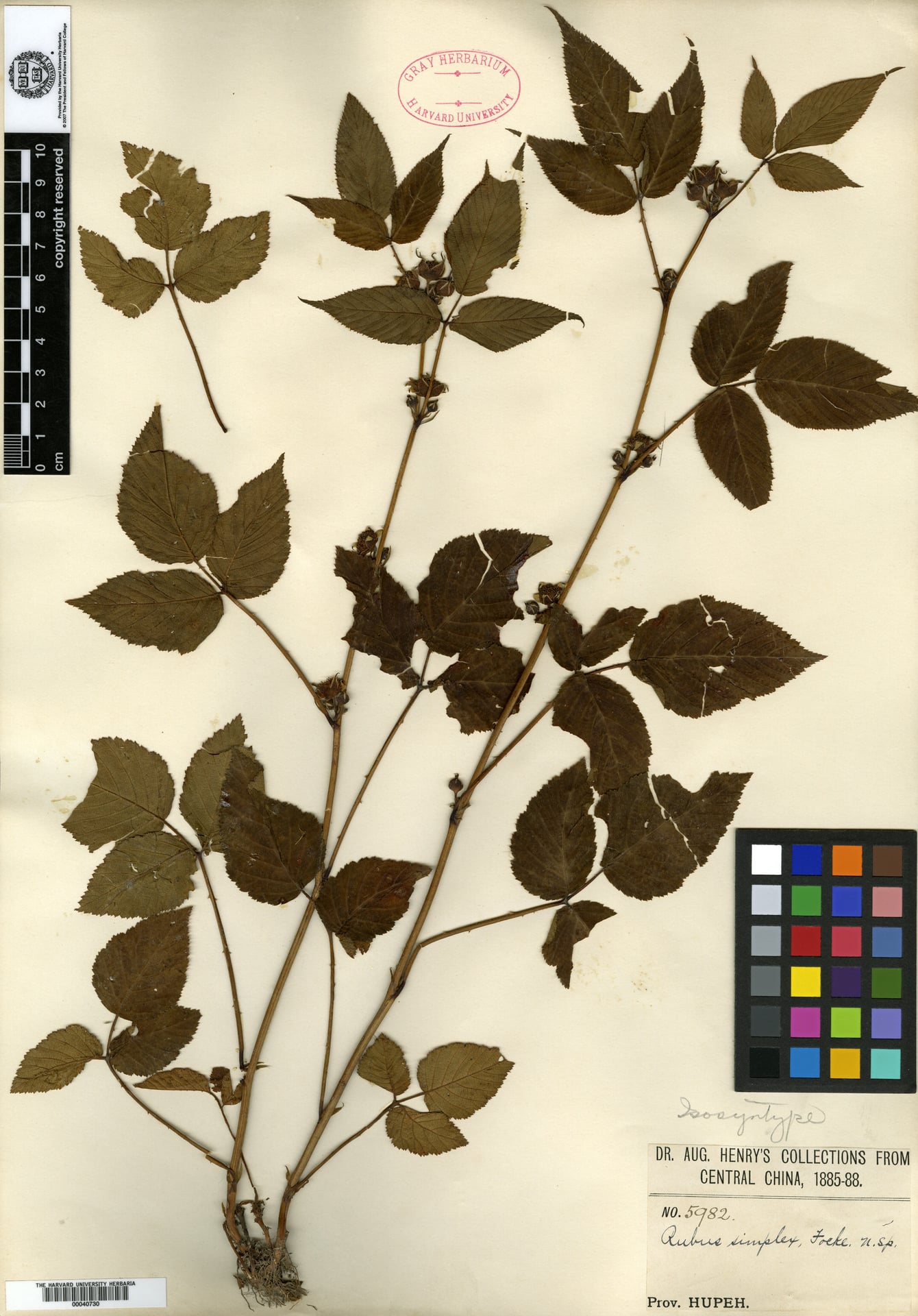 Rubus simplex — photo