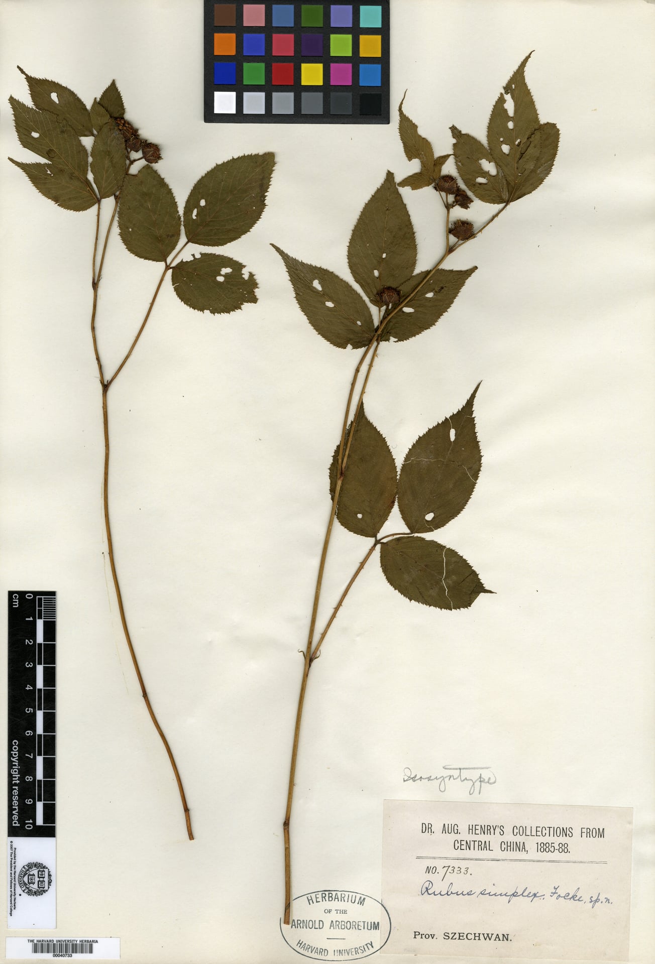 Rubus simplex