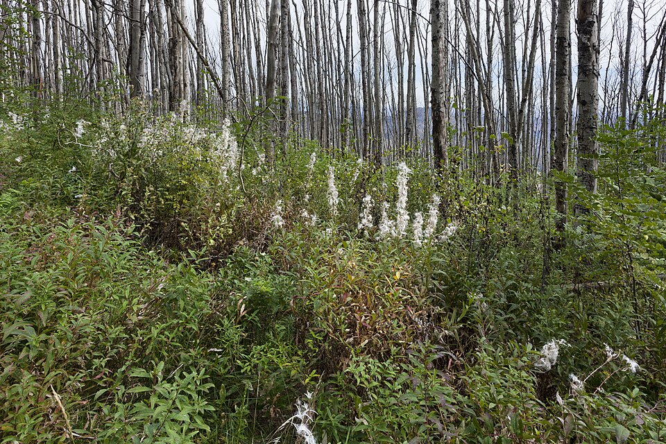 Rubus smithii