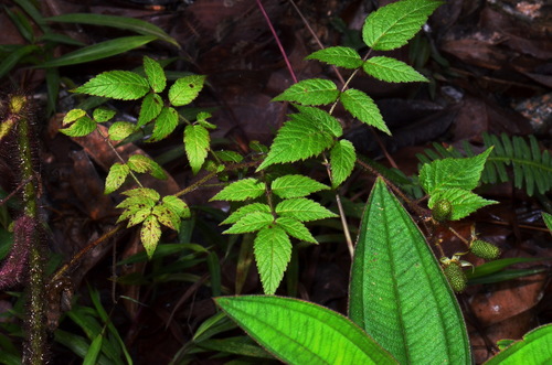Rubus sorbifolius — photo