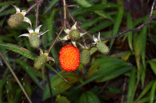 Rubus sorbifolius