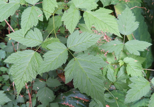 Rubus spectabilis (Salmonberry) — photo