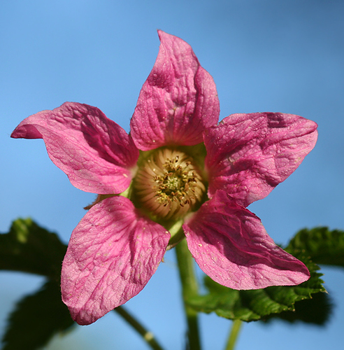 Rubus spectabilis (Salmonberry) — photo