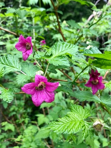 Rubus spectabilis