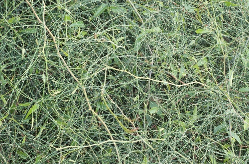 Rubus squarrosus