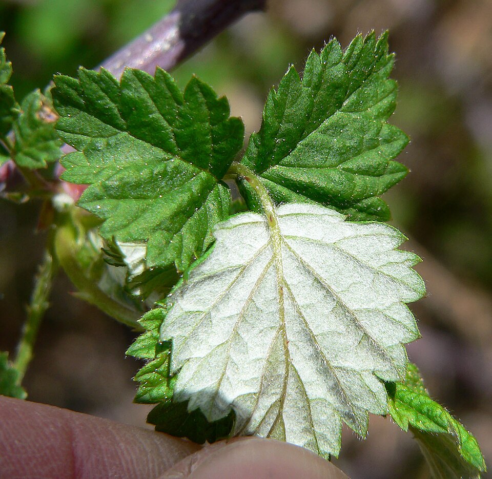 Rubus stans (Zhi li xuan gou zi) — photo