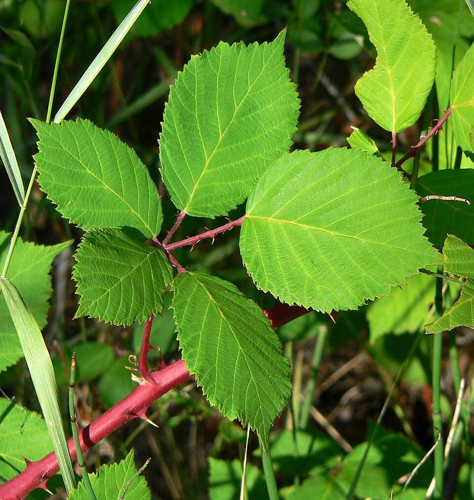 Rubus stans
