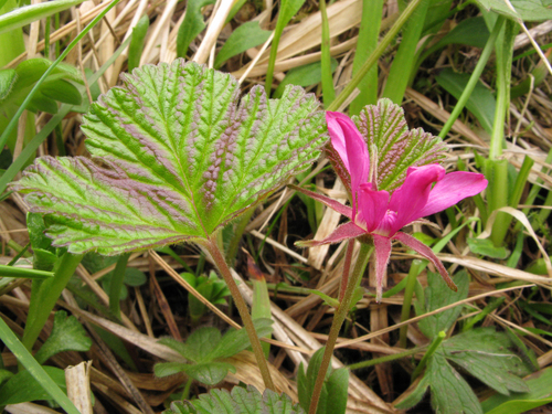 Rubus stellatus (Arctic raspberry) — photo