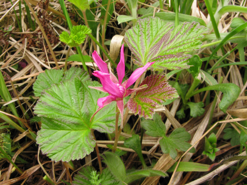 Rubus stellatus (Arctic raspberry) — photo
