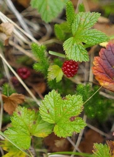 Rubus stellatus