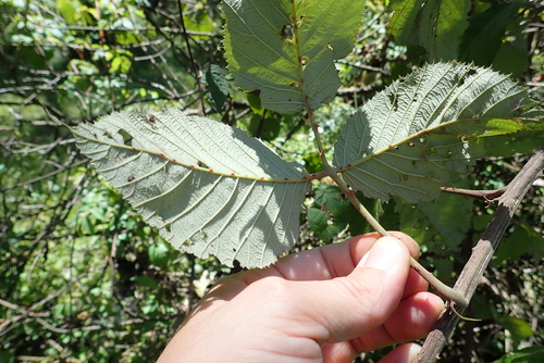 Rubus steudneri — photo