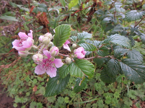 Rubus steudneri — photo