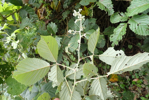 Rubus steudneri var. aberdarensis