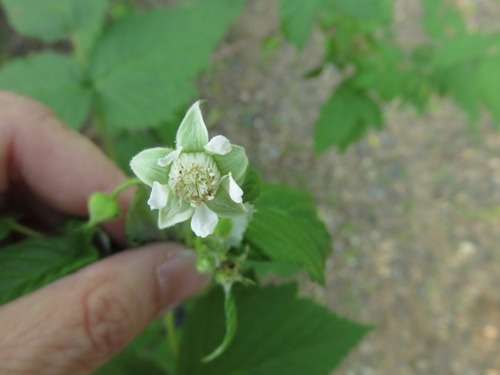 Rubus strigosus (American red raspberry) — photo