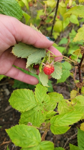 Rubus strigosus