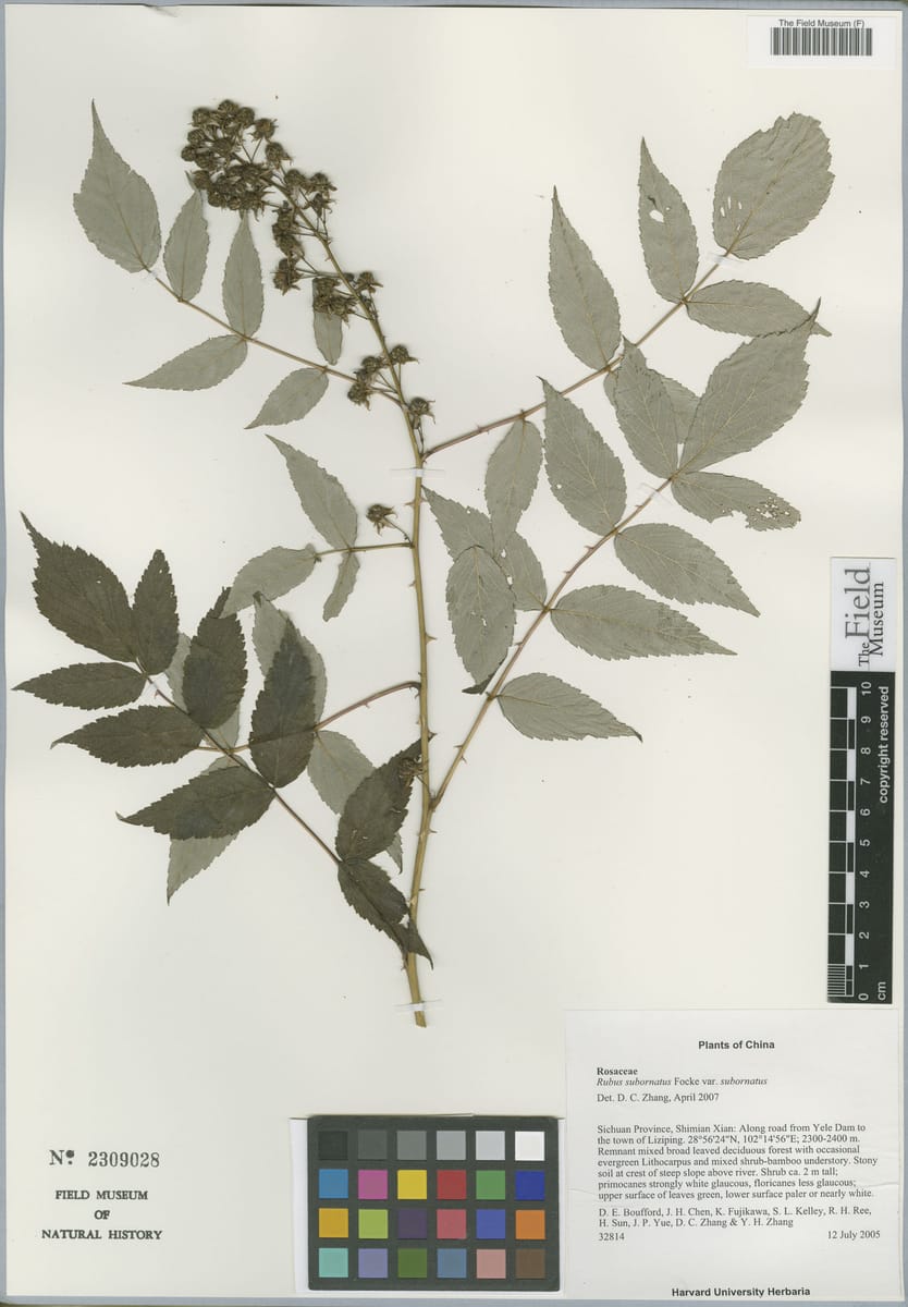 Rubus subornatus — photo